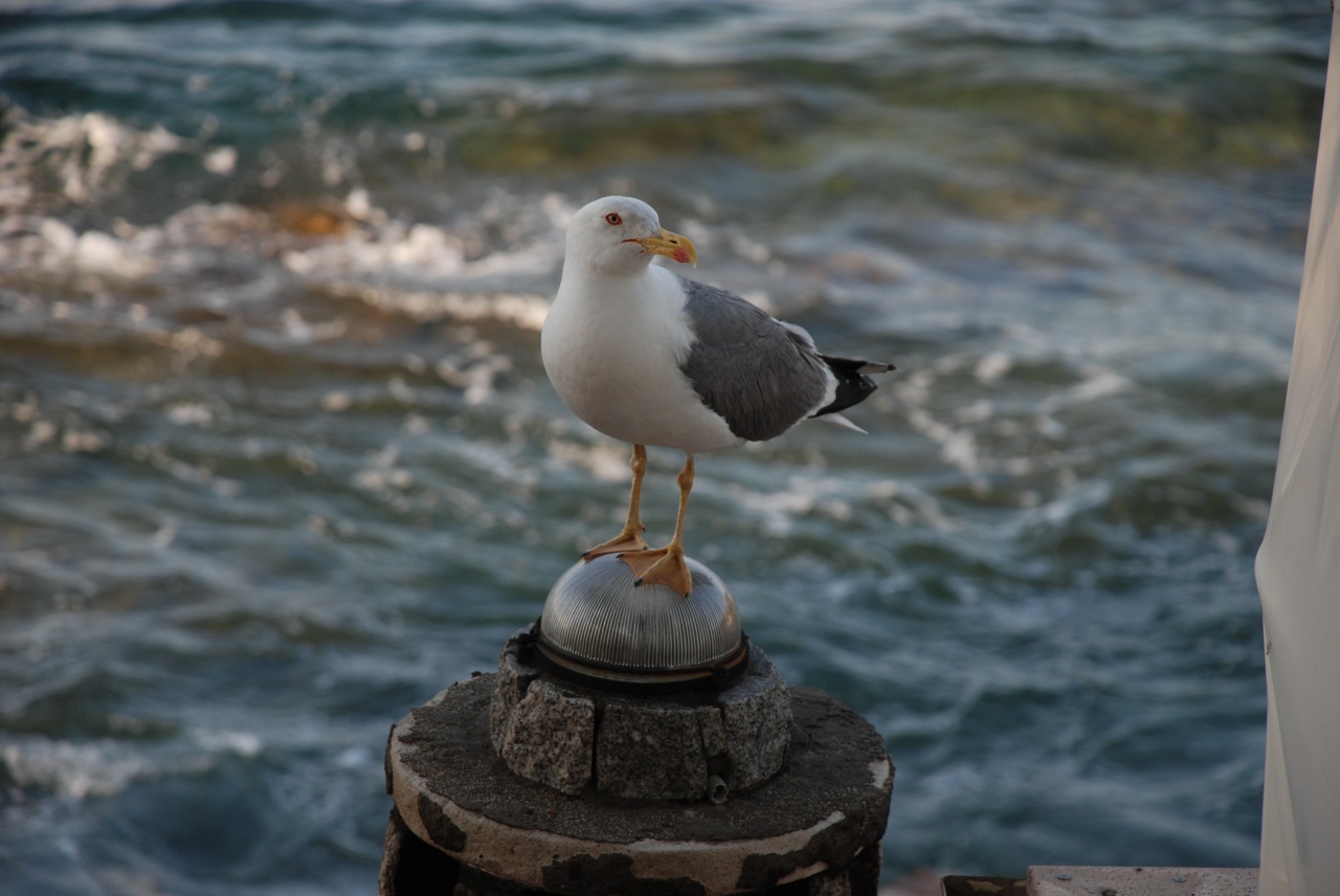 mouette sur la cheminée du bbc