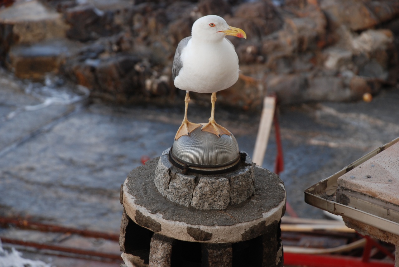 mouette sur le phare barbecu