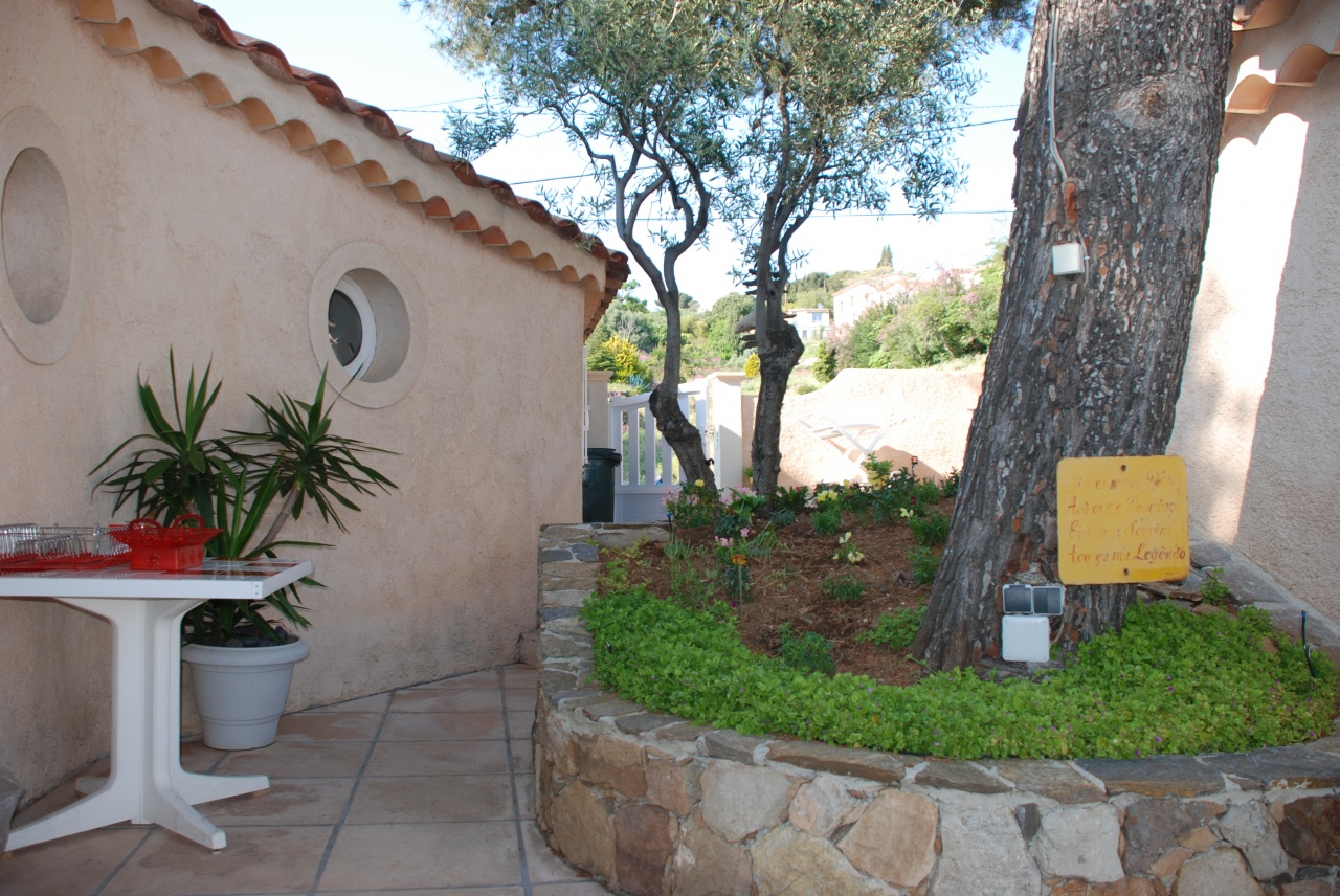 le petit jardin autour de l'olivier et des pins